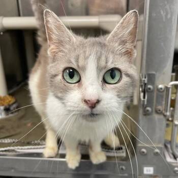 Domestic Short Hair Cats Available for Adoption - Frisky | PetCurious