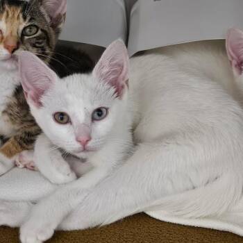 Spectra -  Domestic Short Hair Cat for Adoption in Oneonta, New York - Spectra | PetCurious