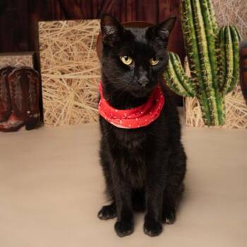 Rubie -  Domestic Short Hair Cat for Adoption in Fort Worth, Texas - Rubie | PetCurious