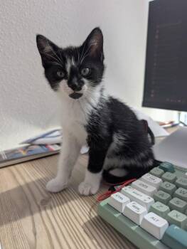 Pony Club -  Domestic Short Hair Cat for Adoption in Sherwood, Oregon - Pony Club | PetCurious