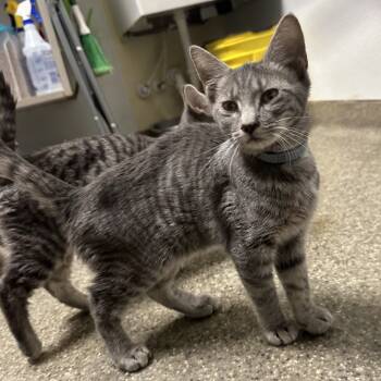 Rescue Domestic Short Hair Cats for Adoption in Blue Ridge, Georgia - Coven | PetCurious