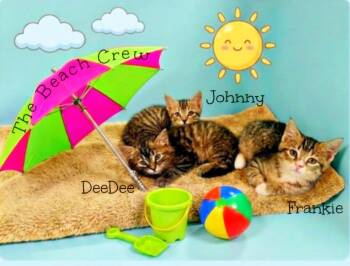 DeeDee *kitten* -  Tabby Cat for Adoption in Culpeper, Virginia - DeeDee *kitten* | PetCurious