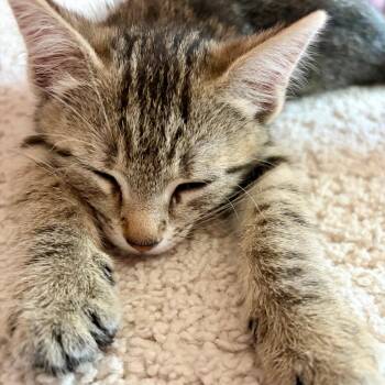 Cupcake -  Domestic Short Hair Cat for Adoption in Durham, North Carolina - Cupcake | PetCurious