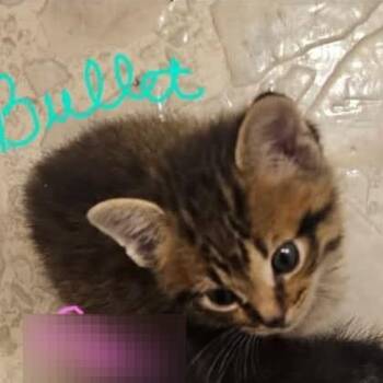 Bullet - In Frederick, MD -  Domestic Short Hair Cat for Adoption - Bullet - In Frederick, MD | PetCurious