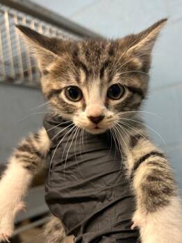 Domestic Short Hair Cats Available for Adoption - Jordan | PetCurious