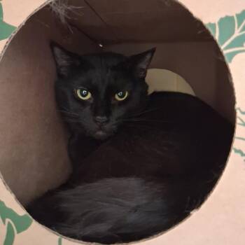 Domestic Short Hair Cats Available for Adoption in Dayton, Ohio - Krill | PetCurious