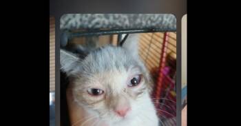 Gracie -  Domestic Short Hair Cat for Adoption in Thatcher, Arizona - Gracie | PetCurious