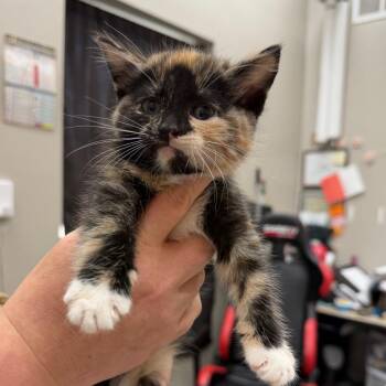 Domestic Short Hair Cats Available for Adoption in Detroit Lakes, Minnesota - Vraylar | PetCurious
