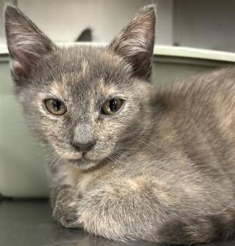 EOWYN* -  Domestic Short Hair Cat for Adoption in Santa Cruz, California - EOWYN* | PetCurious