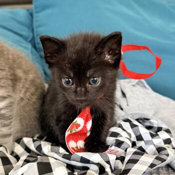 Crow -  Domestic Short Hair Cat for Adoption in Columbia, Maryland - Crow | PetCurious