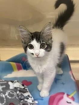 Creed -  Domestic Medium Hair and Domestic Short Hair Cat for Adoption in Bellevue, Washington - Creed | PetCurious