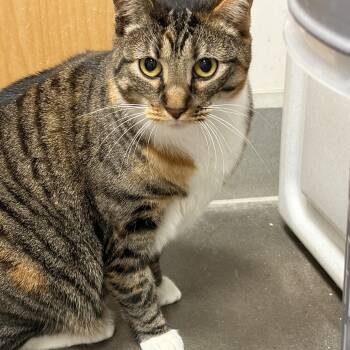 Danica -  Domestic Short Hair Cat Available for Adoption in Zimmerman, Minnesota - Danica | PetCurious