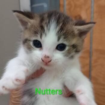 Nutters -  Domestic Short Hair Cat for Adoption in Grand Rapids, Minnesota - Nutters | PetCurious