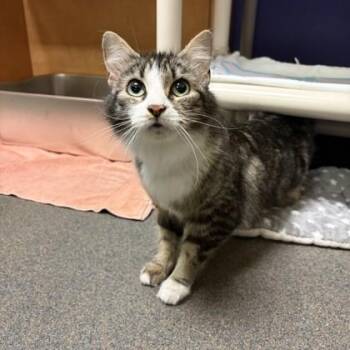 Domestic Medium Hair Cats Available for Adoption - Green Tea | PetCurious