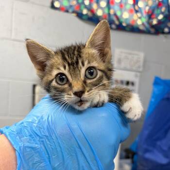 Domestic Short Hair Cats Available for Adoption in Summerville, South Carolina - Ansel | PetCurious