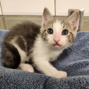 Flint -  Domestic Short Hair Cat for Adoption in Kamloops, British Columbia - Flint | PetCurious
