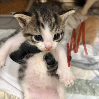 Maple Tree -  Domestic Short Hair Cat for Adoption in Winston-salem, North Carolina - Maple Tree | PetCurious