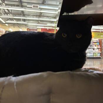Rescue Domestic Medium Hair Cats for Adoption in Morgan Hill, California - Marley | PetCurious