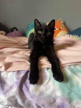 Rescue Domestic Short Hair Cats for Adoption in Nesquehoning, Pennsylvania - Boomer | PetCurious