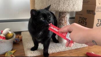 Domestic Short Hair Cats Available for Adoption - Bow | PetCurious