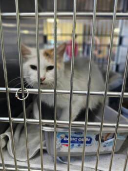 Posie -  Domestic Medium Hair Cat for Adoption in Rockwall, Texas - Posie | PetCurious