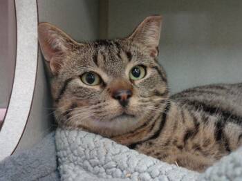 Rescue Tiger Cats for Adoption in Delhi, New York - KENT | PetCurious