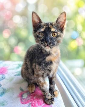 Wendy -  Tortoiseshell and Domestic Short Hair Cat for Adoption in San Antonio, Texas - Wendy | PetCurious