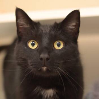 Domestic Short Hair Cats Available for Adoption in Philadelphia, Pennsylvania - Beefsteak | PetCurious
