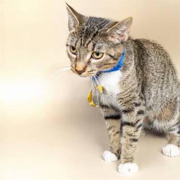 STARBUCKS -  Domestic Short Hair Cat for Adoption in St. Louis, Missouri - STARBUCKS | PetCurious