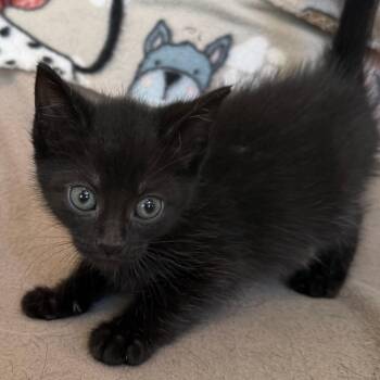 Domestic Short Hair Cats Available for Adoption in Glenelg, Maryland - Radar | PetCurious