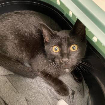 Charlie -  Domestic Short Hair Cat for Adoption in Lynchburg, Virginia - Charlie | PetCurious