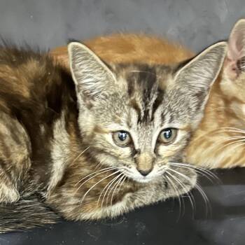 Kammie -  Domestic Short Hair Cat for Adoption in Corbin, Kentucky - Kammie | PetCurious