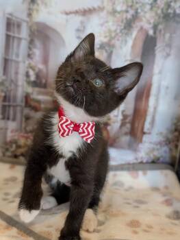 Domestic Short Hair Cats Available for Adoption in Fremont, California - Mirabel | PetCurious