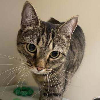 Domestic Short Hair Cats Available for Adoption - Shakira | PetCurious