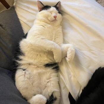 American Shorthair Cats Available for Adoption in Lynchburg, Virginia - Bean | PetCurious