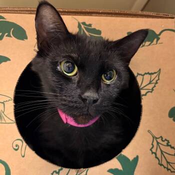 Domestic Short Hair Cats Available for Adoption - Whisper | PetCurious