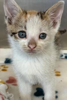 Domestic Short Hair Cats Available for Adoption in Hartsville, South Carolina - Serenity | PetCurious