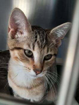 Pearl -  Domestic Short Hair Cat for Adoption in Georgetown, Ohio - Pearl | PetCurious