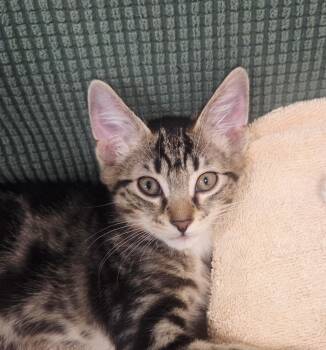 Shishito and Jalapeno -  American Shorthair Cat for Adoption in Stamford, Connecticut - Shishito And Jalapeno | PetCurious