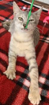 Domestic Short Hair Cats Available for Adoption in Liverpool, Texas - Silverbelle | PetCurious