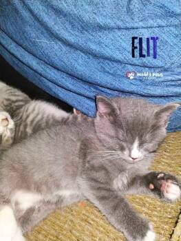 Princess Pals: Flit -  Domestic Short Hair Cat for Adoption in Council Bluffs, Iowa - Princess Pals: Flit | PetCurious