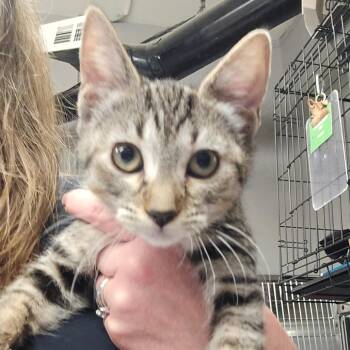 Carol -  Domestic Short Hair Cat for Adoption in Spokane, Washington - Carol | PetCurious