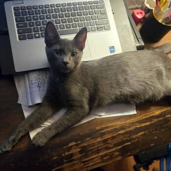 Eros -  Domestic Short Hair Cat for Adoption in Pikesville, Maryland - Eros | PetCurious