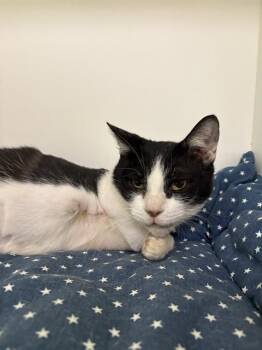 BUTLER -  Domestic Short Hair Cat for Adoption in Sugar Land, Texas - BUTLER | PetCurious