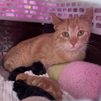 Momma Peaches -  Domestic Short Hair Cat for Adoption in Calgary, Alberta - Momma Peaches | PetCurious