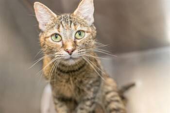 BLADEE -  Domestic Short Hair Cat for Adoption in Charlotte, North Carolina - BLADEE | PetCurious