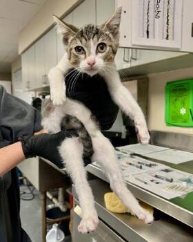 Malik -  Domestic Short Hair Cat for Adoption in Fort Worth, Texas - Malik | PetCurious
