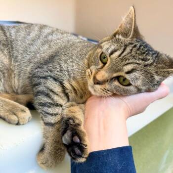 Winifred -  Domestic Short Hair Cat for Adoption in Harrisonburg, Virginia - Winifred | PetCurious