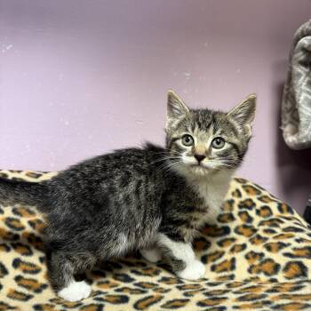 Rescue Domestic Short Hair Cats for Adoption in Freeport, New York - Tabitha | PetCurious