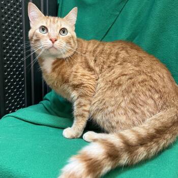 Rain Drop -  Domestic Short Hair Cat for Adoption in Fairmont, Minnesota - Rain Drop | PetCurious